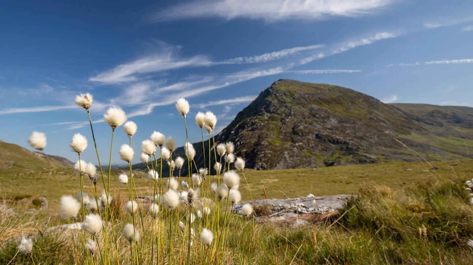 A landscape photograph of Pen yr Ole Wen, with cottongrass in the foreground